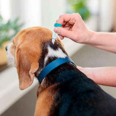 Antipulgas e Carrapatos MSD Bravecto Transdermal para Cães de 10 a 20 Kg